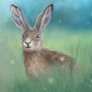 rabbit in grass